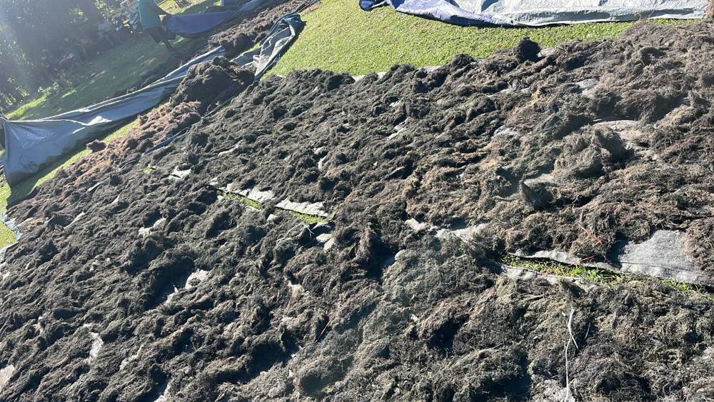 Gracilaria seaweed drying