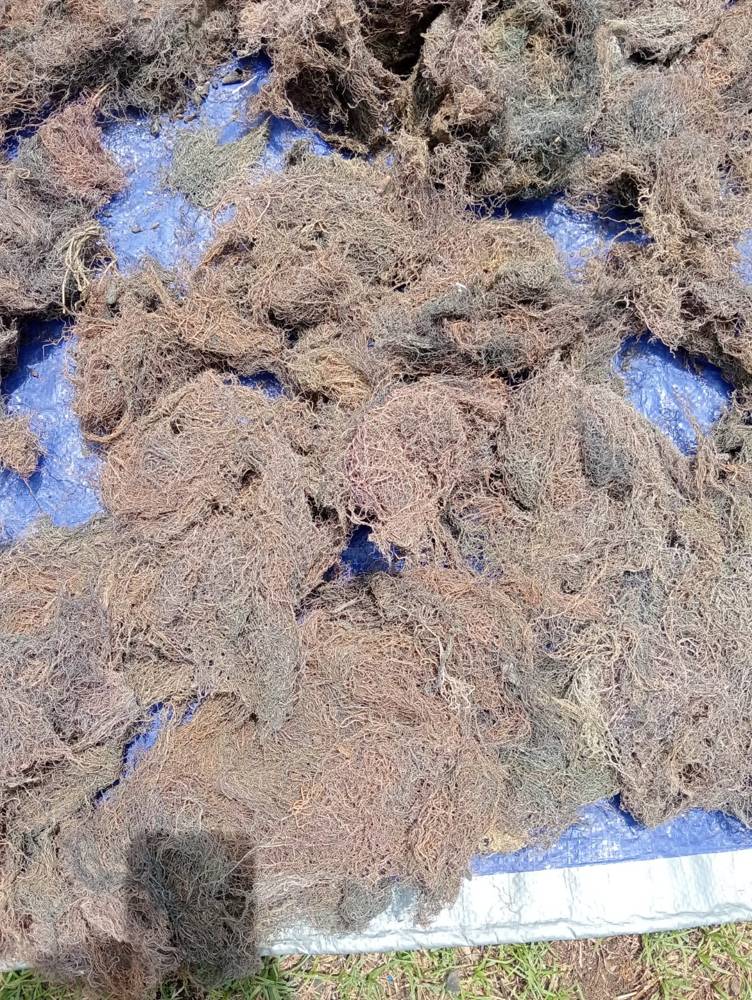 Seaweed drying on tarpaulin